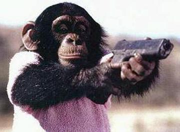 chimp-with-gun.jpg